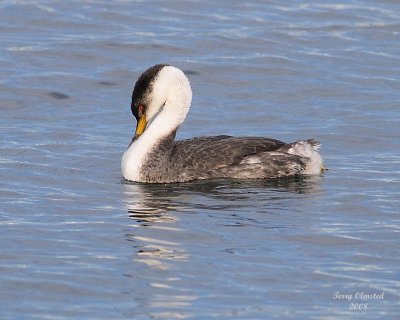 01-01-08 Western Grebe_5904.JPG