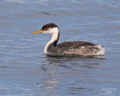 01-01-08 Western Grebe_5960.JPG