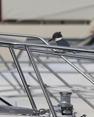 01-01-08 kingfisher_5915.jpeg