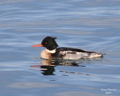 01-01-08 m red-breasted merganzer_5913.JPG