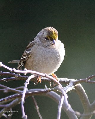 12-30-07 golden-crowned sparrow_5823.jpeg