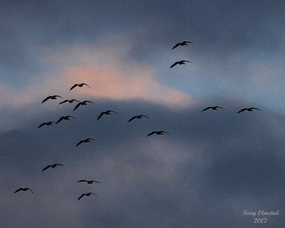 12-31-07 snowgeese and clouds_5873.JPG