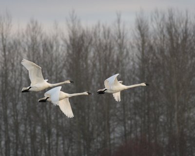 1-15-08 trumpeters_6359.JPG