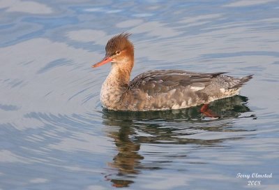 01-01-08 red-breasted merganser_5950 c2.jpg