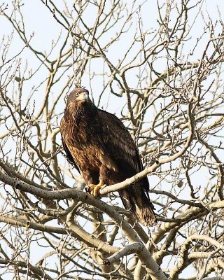 1-13-08 im eagle in nest tree_6210.JPG