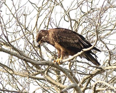 1-13-08 im eagle in nest tree_6212.JPG