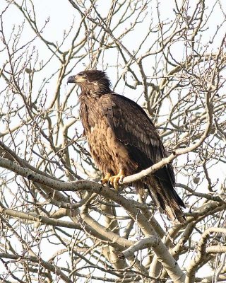 1-13-08 im eagle in nest tree_6226.JPG