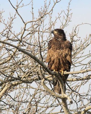 1-13-08 im eagle in nest tree_6230.JPG