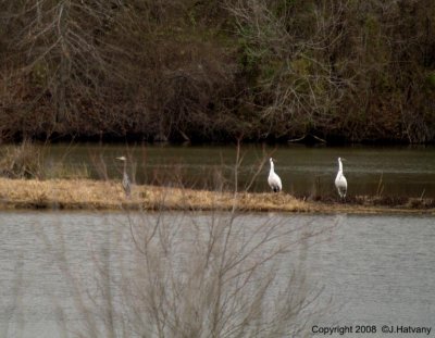 2 Whooping Cranes and a Blue Heron