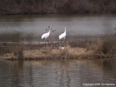 A Pair of Whooping Cranes