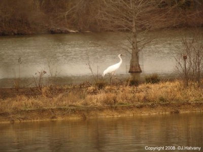 Whooping Cranes 2