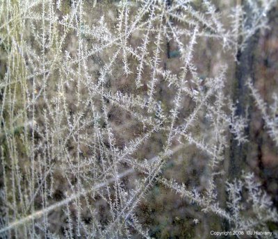 Frost on the Greenhouse