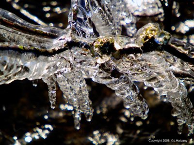 Ice Covered Branch