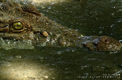 endangered Crocodylus mindorensis