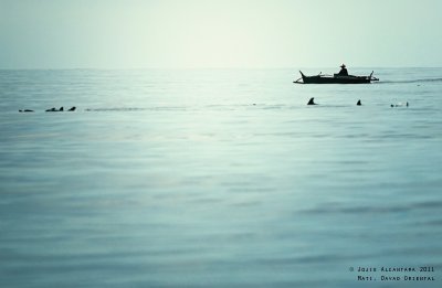 Chasing Dolphins (Mati)