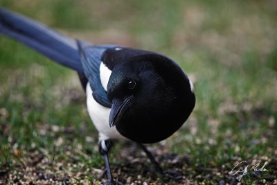 CS5 HungryBirds2-8.jpg