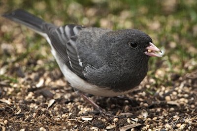 CS5 Hungry Birds-2.jpg