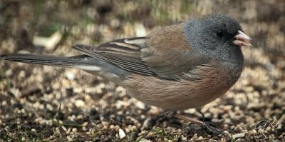 CS5 Hungry Birds-3.jpg