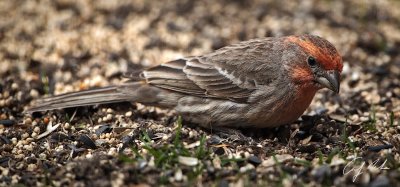 CS5 Hungry Birds-4.jpg