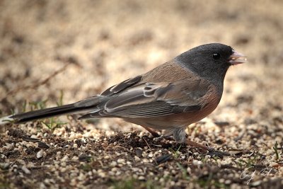 CS5 Hungry Birds-7.jpg