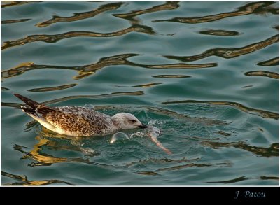 LE DEJEUNER DE LA MOUETTE