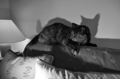 chat cramponne au divan