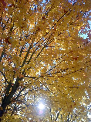 Late October sun :-))))))