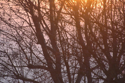 From my window this morning (December 23, 2007)