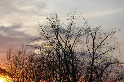 From my window this morning (January 17,2008)