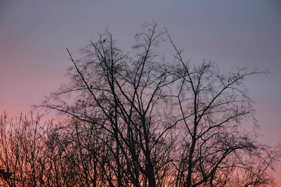 From my window this morning (January 23, 2008)