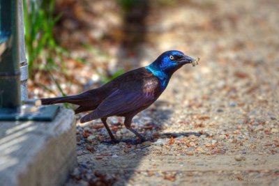 Grackle