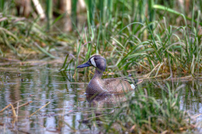 Blue-winged Teal Duck