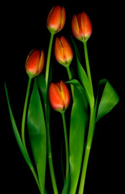 Tulips_II-Marsha_Tudor