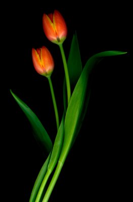 Tulips_III-Marsha_Tudor