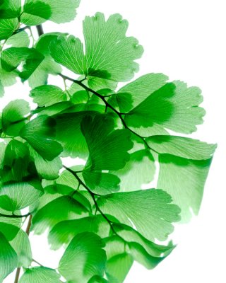 Maidenhair_Revealed_I-Marsha_Tudor