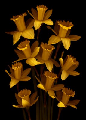 Dark_Daffodils-Marsha_Tudor