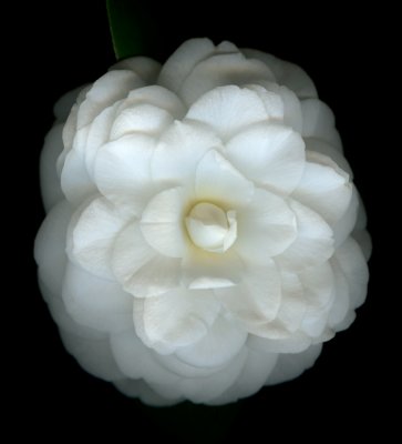 Camellia-Marsha_Tudor