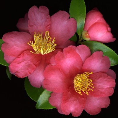 Warm_Camellias-Marsha_Tudor