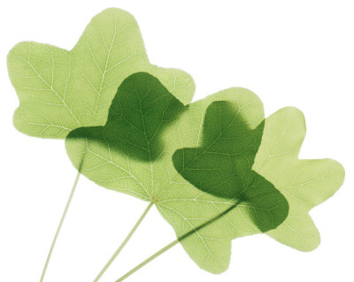 Liquidambar_Overlay-Marsha_Tudor