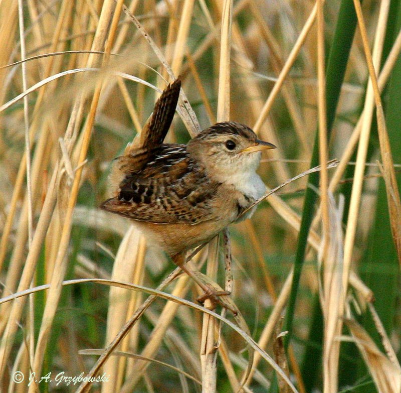Sedge Wren