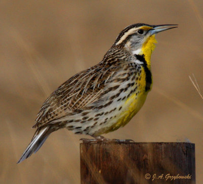 Westerm Meadowlark