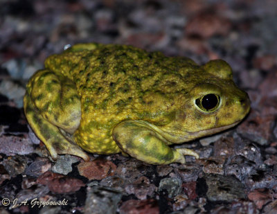 Couch's Spadefoot (Scaphiopus couchi)