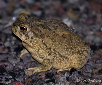 Texas Toad (Bufo speciosus)