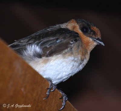 Cave Swallow