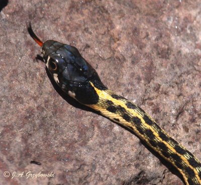 Western Black-necked Garter Snake (Thamnophis cyrtopsis cyrtopsis)