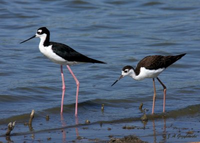 Black-necked Stilt with young