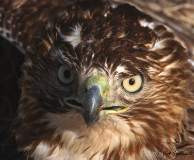 young Red-tailed Hawk