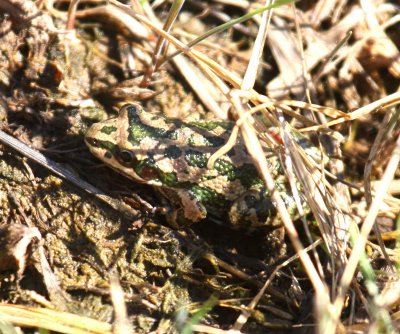 Spotted Chorus Frog (Pseudacris clarkii)