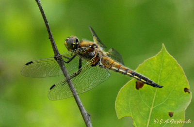 Four-spotted Skimmer (Libellula quadrimaculata)