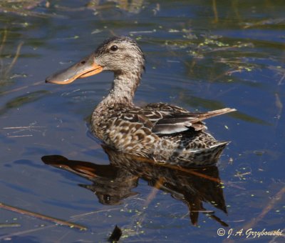 Northern Shoveler